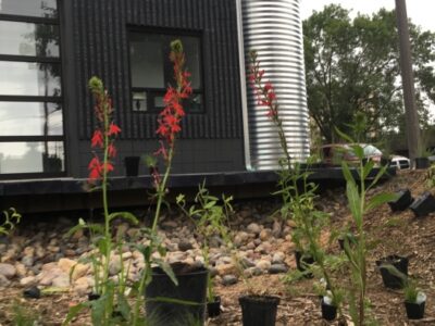 Several blooming red cardinal flower plants laid out to be planted in front of a black industrial building.