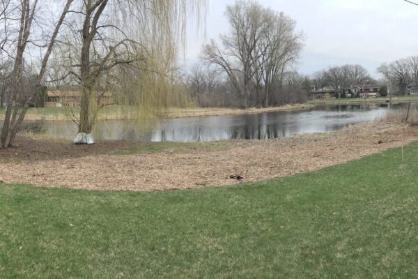 A panorama of a bare shoreline with no plants or features besides a willow tree and short grass lawn in winter.