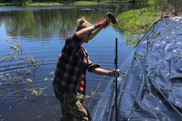 A landscaper staking a wide swath of thick black plastic along a lake shoreline.