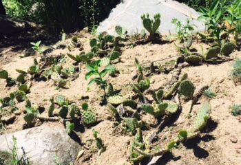 Several small green cacti amidst light brown dirt and boulders.