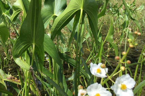 Emergent Arrowhead - Sagitarria latifolia