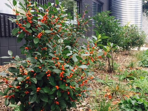 A winterberry bush, a short plant with dark green leaves and clumps of small round orange-red berries, in front of a black industrial building.