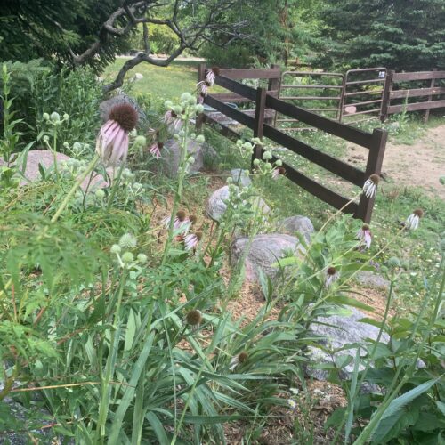 Rattlesnake Master and Echineciea Pallida