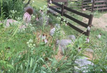 Rattlesnake Master and Echineciea Pallida