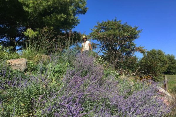 A landscaper standing on a rocky hillside with blooming purple Russian Sage flowers in front and sumac trees behind.