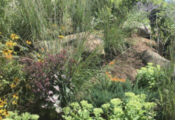 A variety of textured grasses and purple, yellow, and orange flowers on a hill.