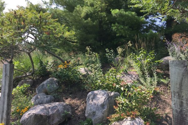 Blooming yellow, pink, and white flowers under sumac and conifers on a rocky hillside between two wooden fence posts.