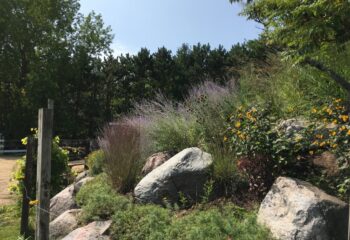 A side view of a rocky hill blooming with purple Russian Sage and yellow flowers to the right of a wooden fence.