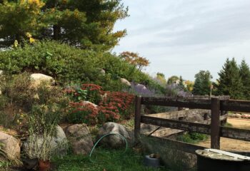 two chickens next to a rocky hillside with blooming red and purple flowers, and sumac trees and conifers behind. The chickens are enclosed by a wooden fence.