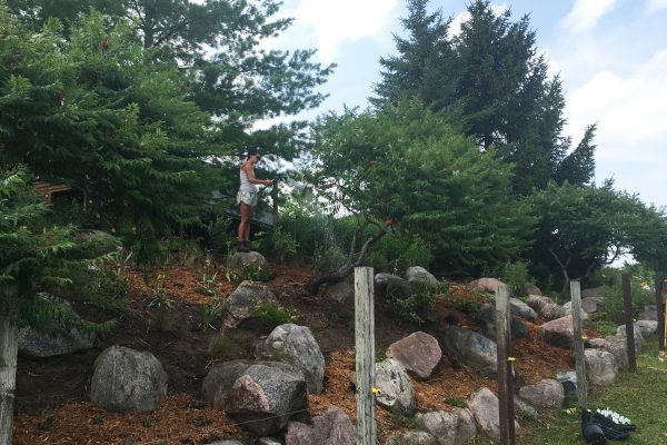 A landscaper watering new plants on a hillside with rocky boulders, sumac trees, and conifers.