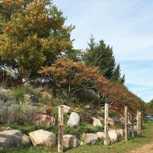 A rocky hillside with red and orange sumac trees changing color in the fall.