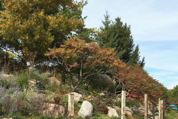 A rocky hillside with red and orange sumac trees changing color in the fall.