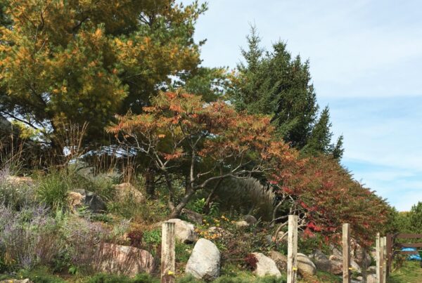 A rocky hillside with red and orange sumac trees changing color in the fall.