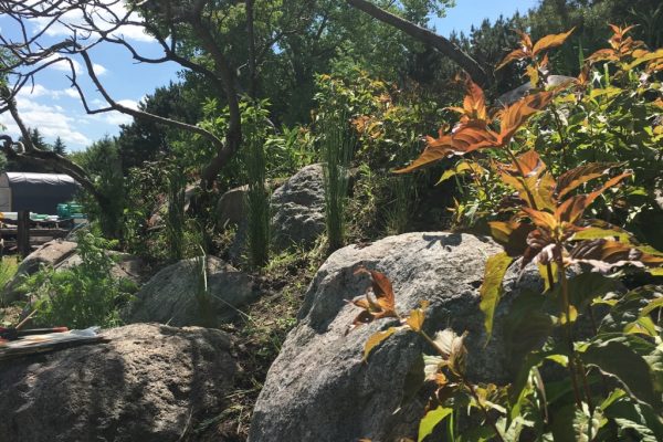 Red to green stemmed Dwarfbush Honeysuckle in front of rocky boulders on a hill.