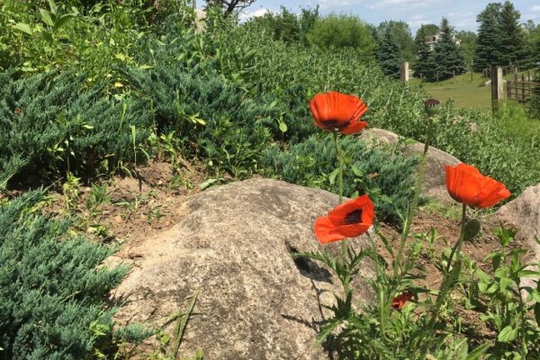 Blooming orange-red poppy flowers on a rocky hillside on a sunny day.