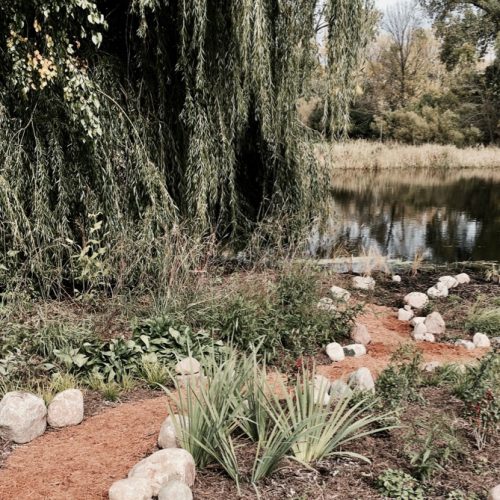 A willow tree, rocky path, and native plants in front of a lake shoreline.