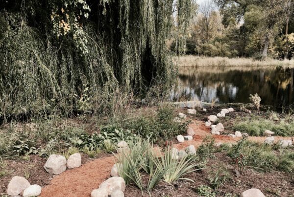 A willow tree, rocky path, and native plants in front of a lake shoreline.