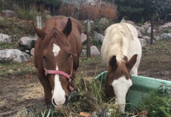 Two brown and white horses eating plants from a green bin.