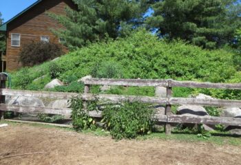 A thick green hillside with overgrown plants in front of a wooden fence with a brown wooden house behind.