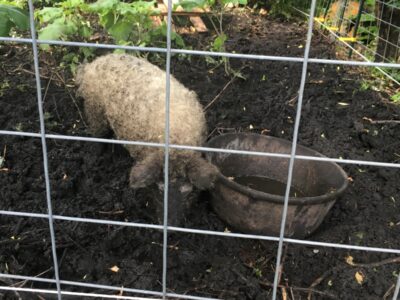 Mangalica pigs behind a metal fence with a water trough and burdock root plants behind them in their pen.