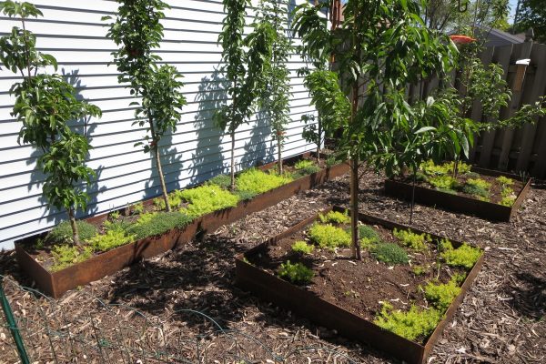 Custom square steel planters with fruit trees growing in them in front of a white house.