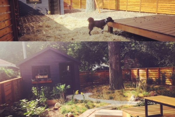 Two images, one on top of the other. The top shows the backyard before which is empty except for the shed, oak tree, and deck. The bottom is fully landscaped.