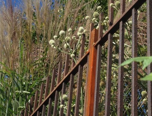 A custom metal fence with a bold red wood accent in the center, in front of textured plants and grasses.