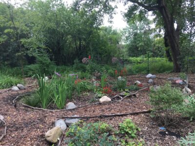 Rustic woodland edge raingarden