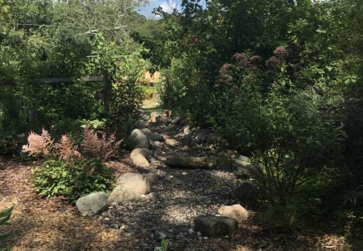 A rocky pathway with pink flowers leading to a wetland and tall trees and shrubs behind.