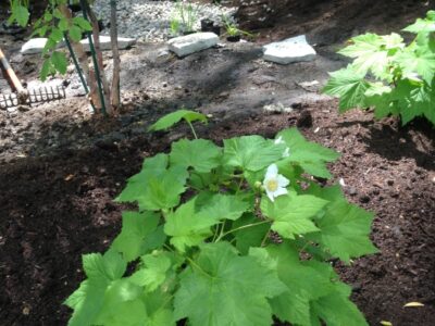 A newly planted thimbleberry plant with white flowers in bare dirt.