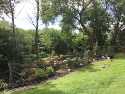 Two landscapers adding boulders and plants to a fenced in wetland with boulders and paths and tall trees behind.