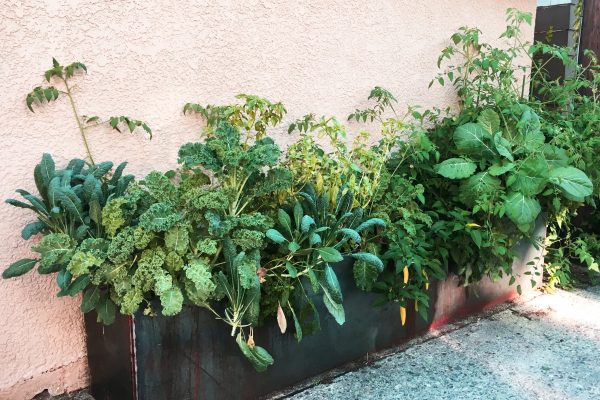 Custom grey and red metal planters along a pink house overflowing with green edible vegetables.