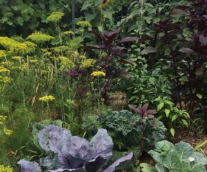 Several textured edible vegetable plants, flowers, grasses, and vines, including lettuces and sunflowers.