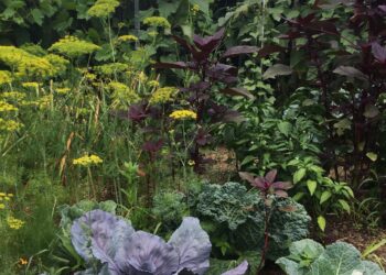 Several textured edible vegetable plants, flowers, grasses, and vines, including lettuces and sunflowers.