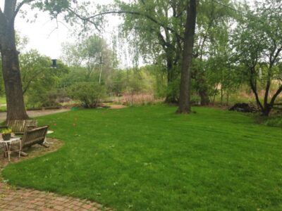 A short green grass lawn with tall trees and a wetland area in the background.