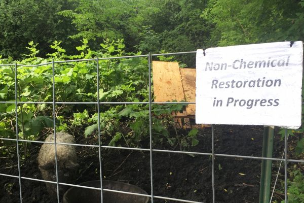 A Mangalica pig in behind a fence in a pen with a water trough and burdock root. A sign on the fence reads Non-Chemical Restoration in Progress.