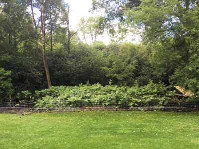 A fenced in area filled with thick burdock root and a pen for pigs with tall trees in the background.