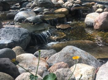 Water feature with spring Marsh Marigold