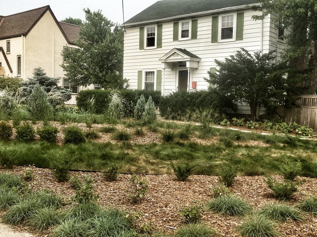 A variety of clumped grasses on a mulch mound surrounded by a textured grass lawn in front of a white home with green shutters.