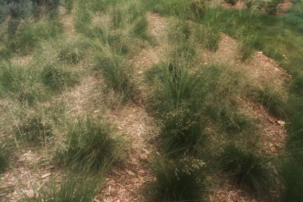 Varieties of textured clumped grasses newly planted on a mulch mound.