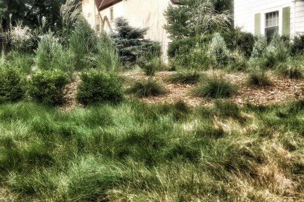 Textured grass adjacent to a mulch mound with a variety of clumped grasses and conifer trees.