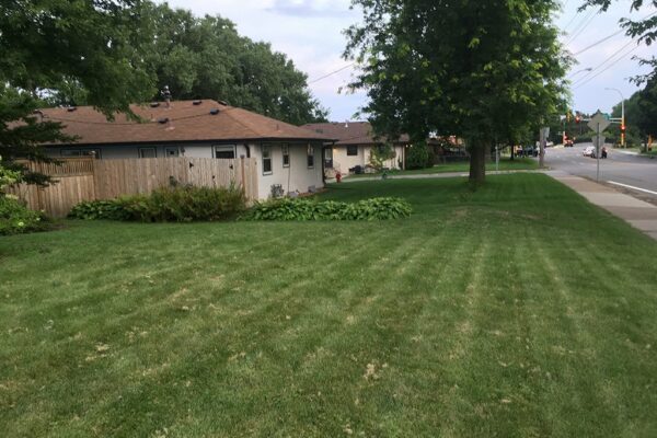 A short grass lawn with straight lines from a recent mowing in it. The lawn is adjacent to a sidewalk and busy street.