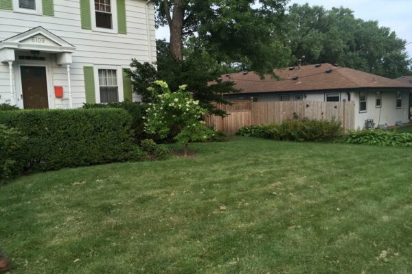 A short grass lawn in front of a white house with green shutters and trimmed hedges near the front door.