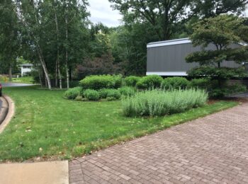 A short grass lawn, pruned shrubs, in front of a driveway of pavers.