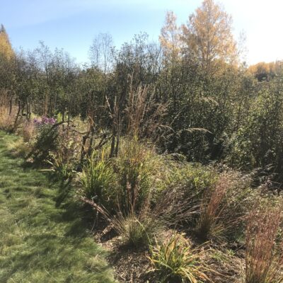 Lush textural grasses of a backyard overlooking a wooded wetland.