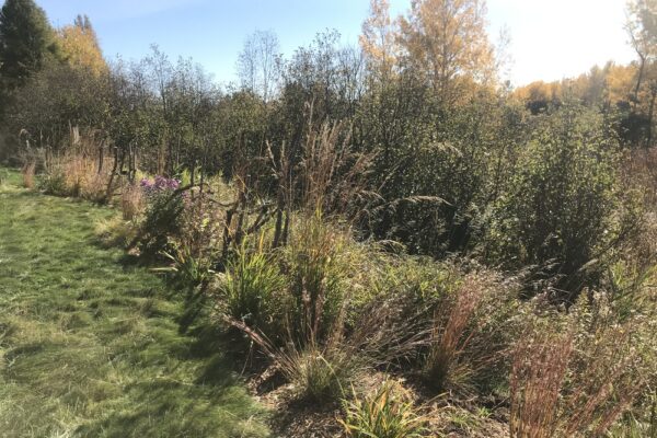 Lush textural grasses of a backyard overlooking a wooded wetland.