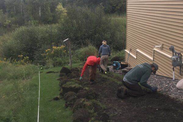 Three landscaping crew members kneeling to remove grass sod by hand in a suburban backyard.