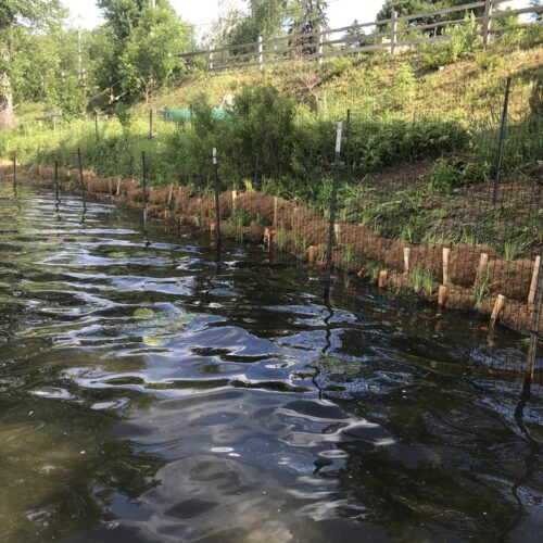 Stabilization efforts with coir logs, wooden stakes, and a fence to prevent erosion along a steeply sloped lakefront.