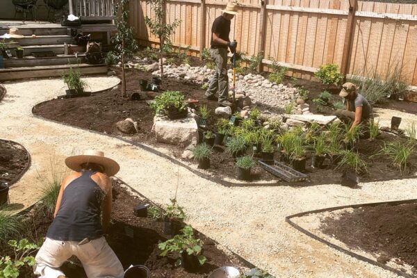 Three landscaping crew members planting new plants along curved paths in the new backyard oasis.