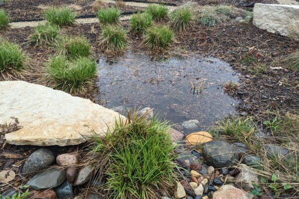 Full raingarden basin